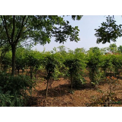 供应10-16公分全冠精品苗香樟