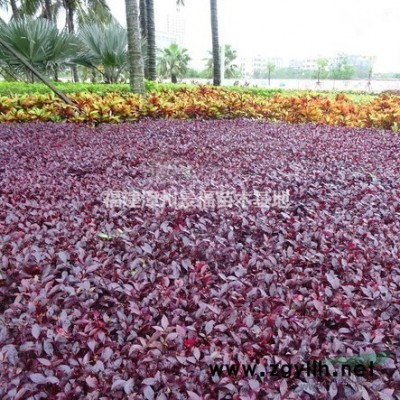 350公分天竺桂批发价格