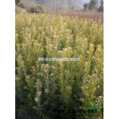 江西木荷小苗哪多、|奉新张家苗木基地供应1-15公分木荷树