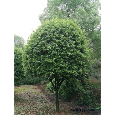 香樟栾树桂花广玉兰朴树乐昌含笑红叶石楠香橼香柚碰柑橘子树水杉