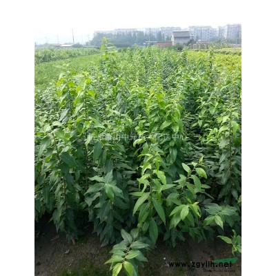 低价红王子锦带花