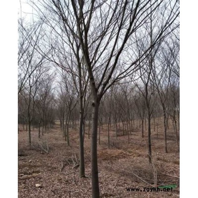 大量直销；P80-120cm无刺构骨球，红叶石楠球,