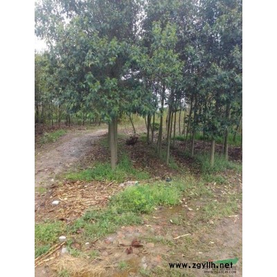 红叶石楠|红叶石楠小苗|独杆红叶石楠|高杆红叶石楠_石楠供应