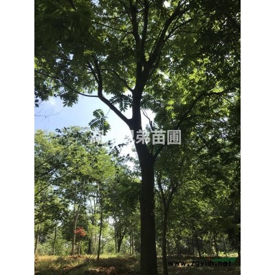 低价出售红叶石楠分枝75一80公分