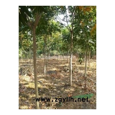 江西供应1－1.5－2－2.5米冠，精品茶花