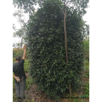 红叶石楠柱、石楠球特价出售