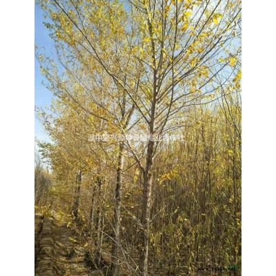 2018年青海榆树*新报价