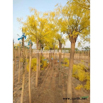 河北金银木处理2.5高大丛金银木