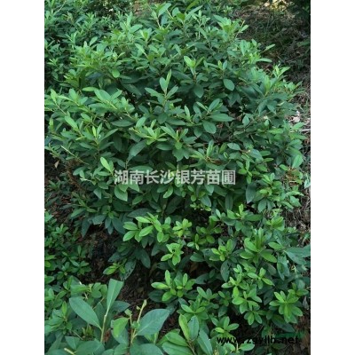 庭院绿化杜鹃毛球