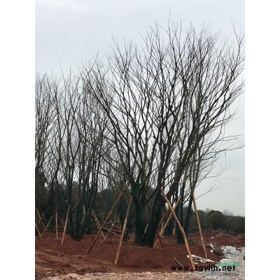 长沙县大量供应移植单杆丛生朴树，丛生全冠移植香樟
