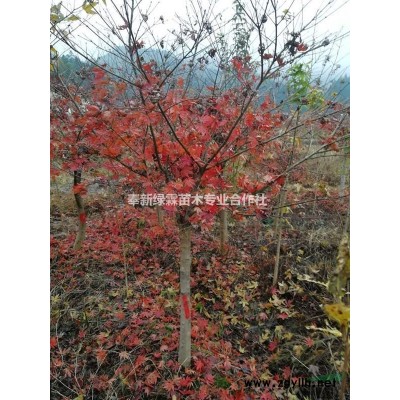 5-9公分紫薇，紫薇花色，&奉新紫薇价格