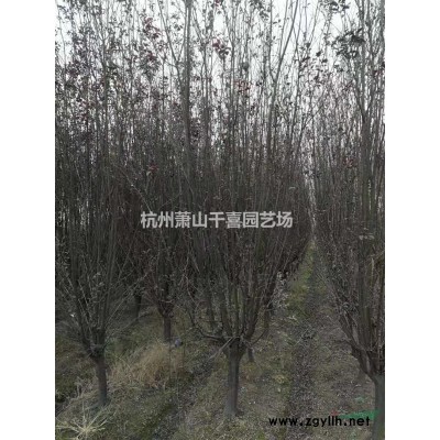 供应红叶李，紫叶李