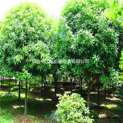 常年供应桑树叶