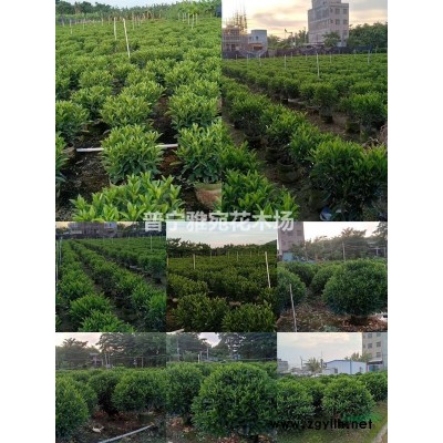 非洲茉莉（灰莉）