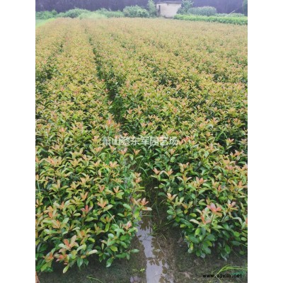 供应：海桐球大叶黄杨球金边黄杨球金叶女贞等精品