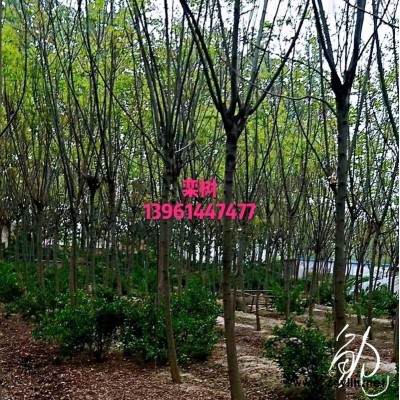 35左右高黄杨苗