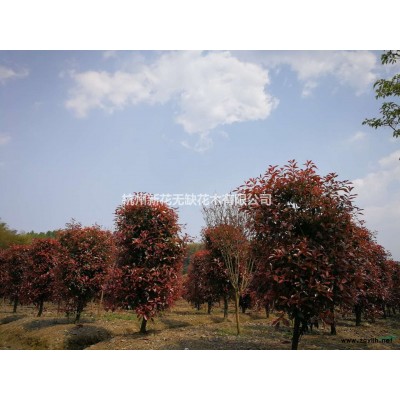 杜鹃  批量种植  大量  批发