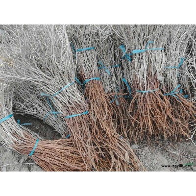 大量出售白刺苗木，白刺经济效益分析