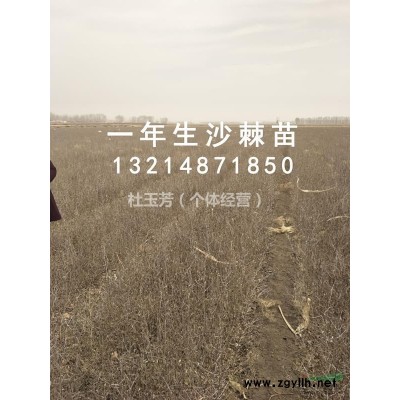 出售一年生文冠果苗