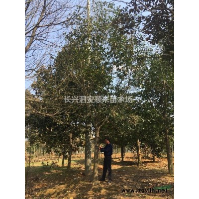 浙江乌桕，精品乌桕