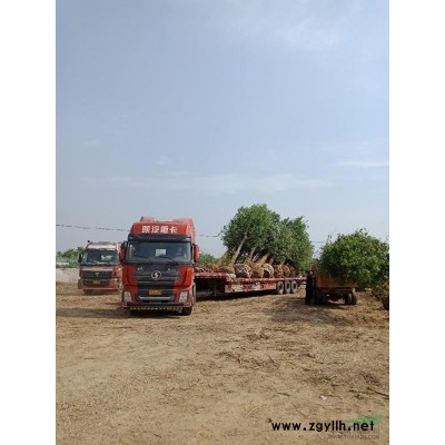 湖北荆州川店大量供应：香樟，栾树，广玉兰，红叶石楠，女贞