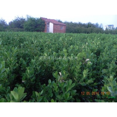 大批量供应80公分高刺柏