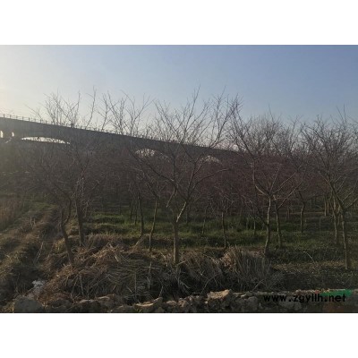 安徽地区红枫地径5至10公分