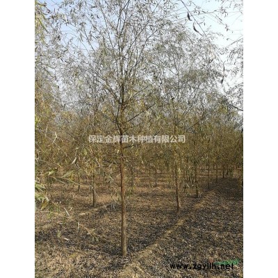 西府海棠价格-西府海棠报价