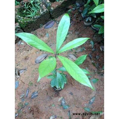 湖南毛杜鹃基地、毛鹃价格、杜鹃价格