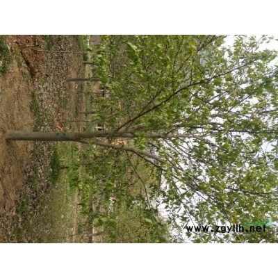 河南地区供应丛生大叶女贞