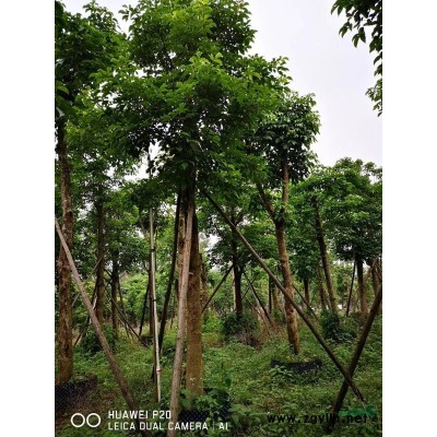 12-21分秋枫6000棵