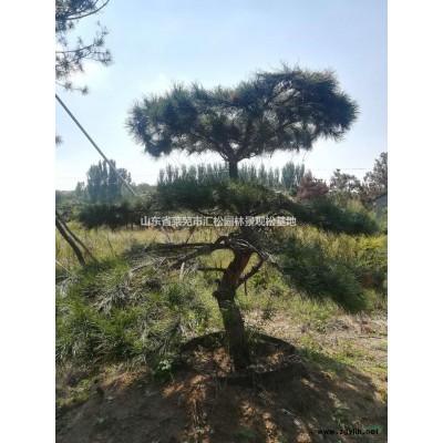 2019年供应米径8公分到50公分造型景观松