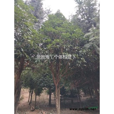 家有100颗野生桂花树