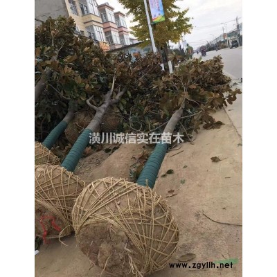 中华石楠、土石楠产地1-20公分供应、5公分55元上车