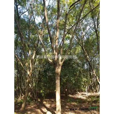 榉树、成都榉树、丛生榉树、成都精品榉树