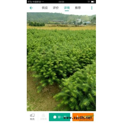 杉树苗，雪松，清香木，