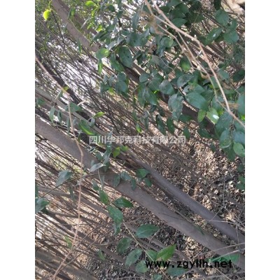 低价出售火炬树苗