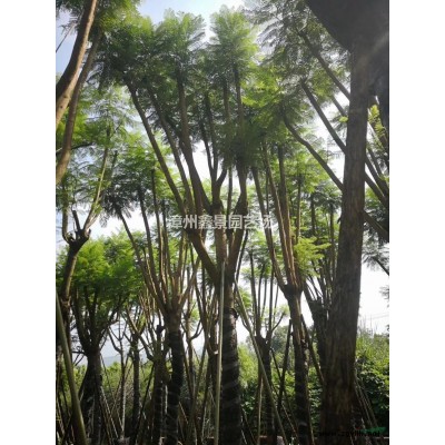 福建[产品]/福建三角梅柱2-2.5米高价格/报价