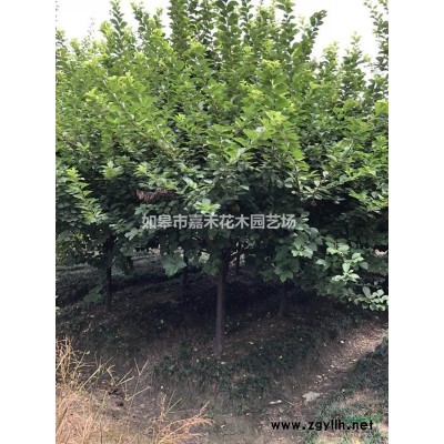 黄金槐d5-15cm批量供应，苗圃直销