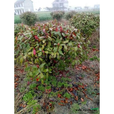 江苏东台2到8公分榉树  2到8公分优质榉树价格