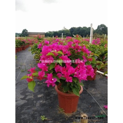 广西地区大量供应盆栽“三角梅”，品种规格*