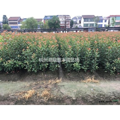 结香图片、批发价格、浙江杭州价格、萧山花木城价格