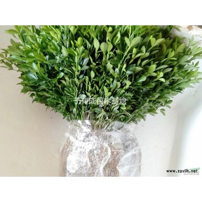 油茶小苗7分包邮大量供应