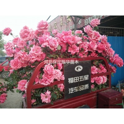 供应美人梅，碧桃，红宝石，子叶李等各类苗木