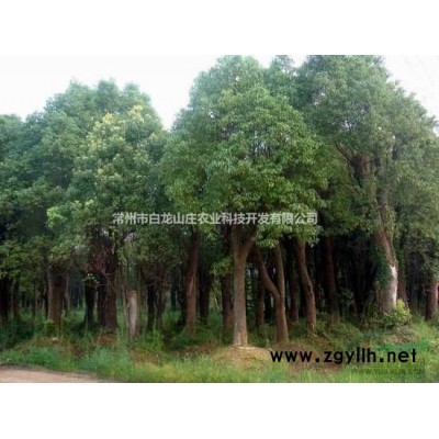 供应香樟10一20公分树形标准可到基地看苗定价