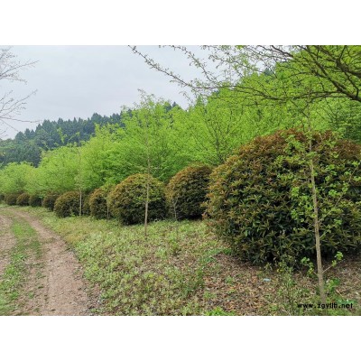 大量出售地笼桂花、红叶李、石榴、紫薇、乐昌、天竺桂、朴树