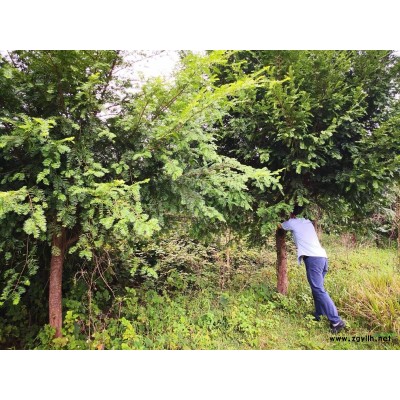 桂花树，红豆杉