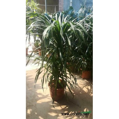 精品三角梅盆景