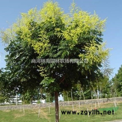 法桐8公分12元10公分15元12公分40元14公分45元起