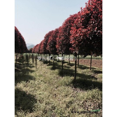湖南地区大量供应5，6，7，8等高杆红叶石楠